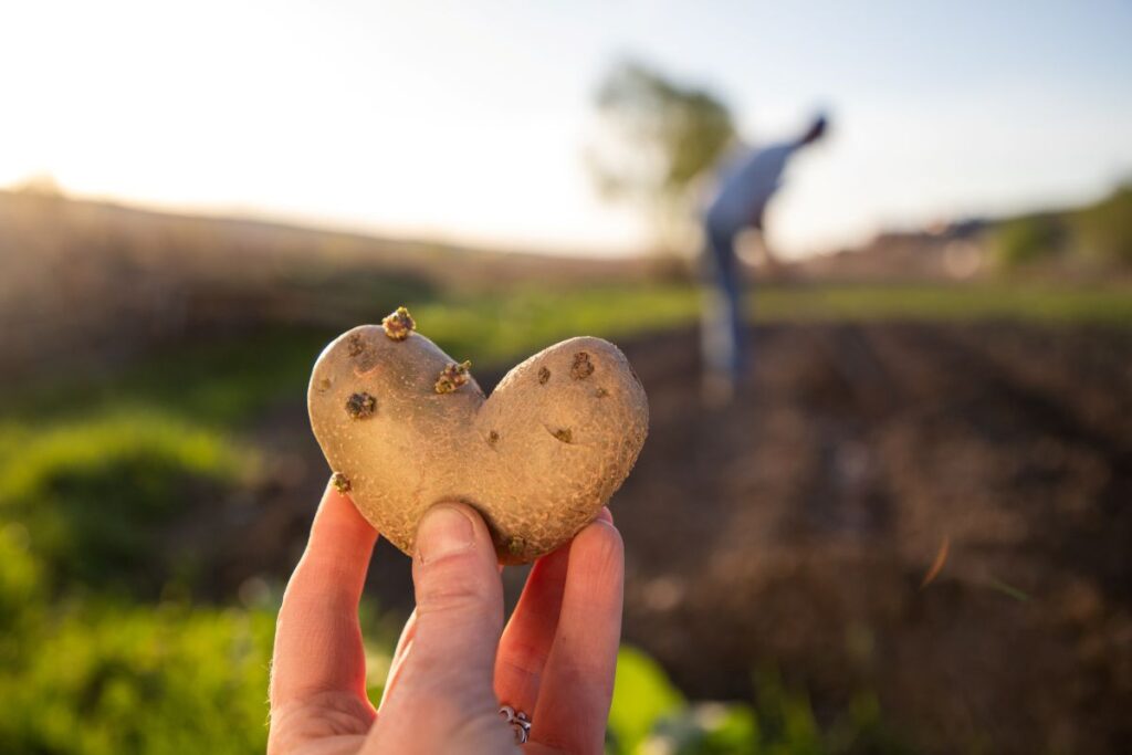 farmer holding heart shaped potatoes ready for planting organic gardening